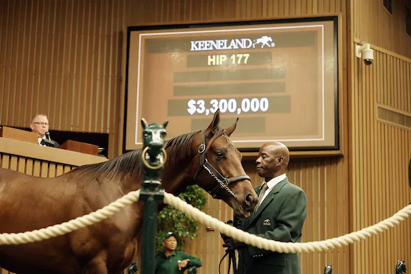 Hip 177 $3.3 Million Gun Runner Colt Highest Price of 2025 Keeneland September Yearling Sale.jpg