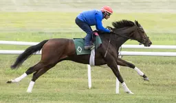 Gezora's turf work pleases Mott
