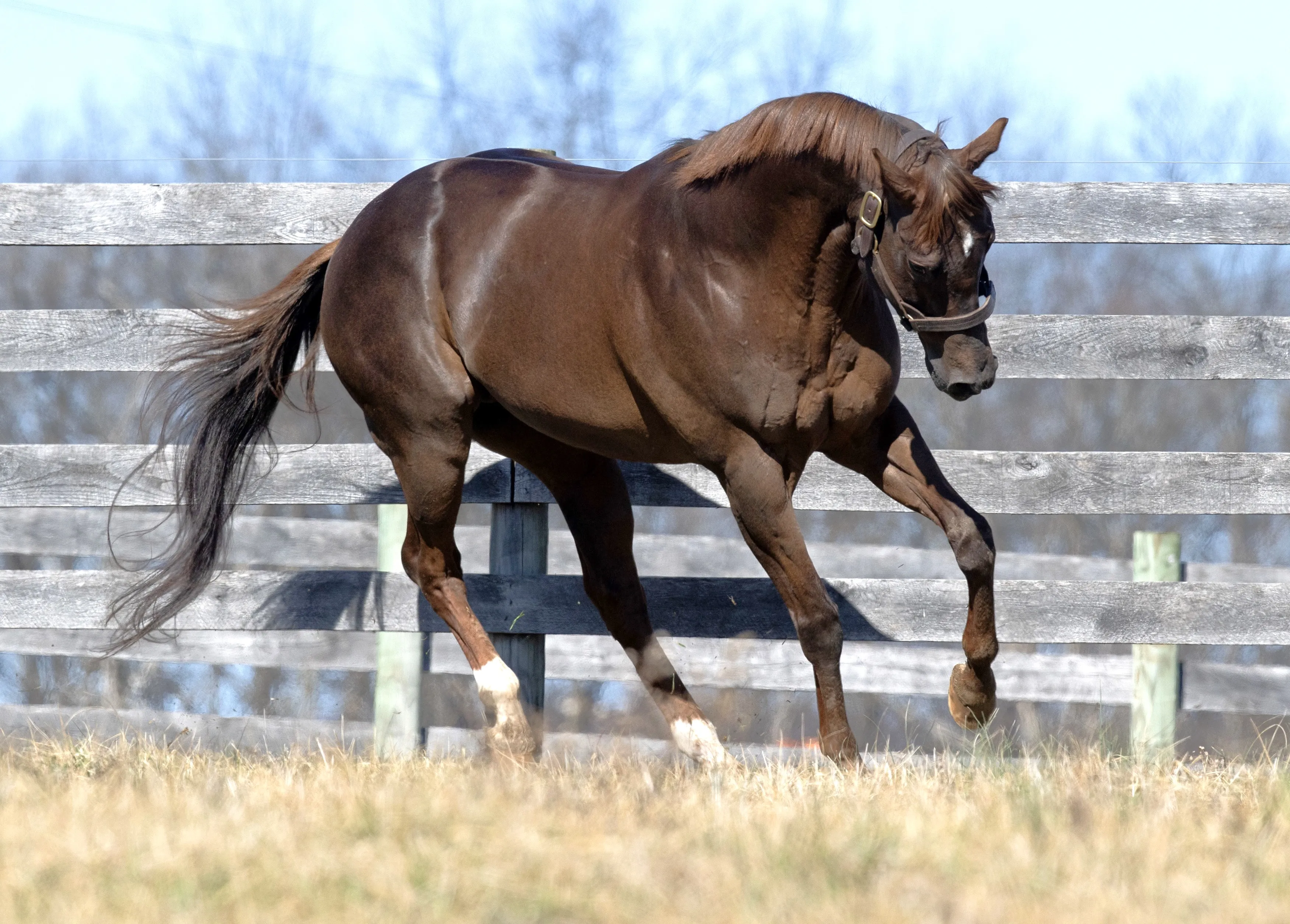 Smarty Jones March 18 2025