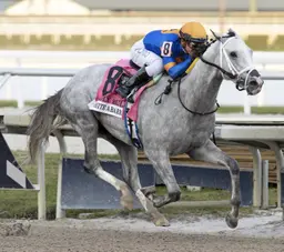 White Abarrio to stand at Gainesway next year