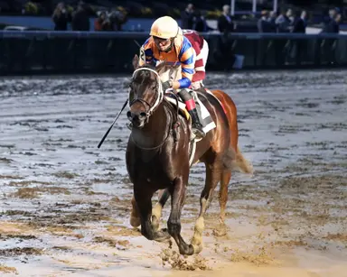 Kentucky Derby pedigree profile: Chip Honcho