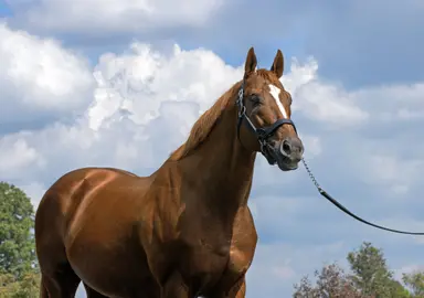 Curlin completes personal Triple Crown; shows influence with Derby trifecta
