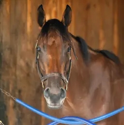 Spa-loving Strong State goes for third local win