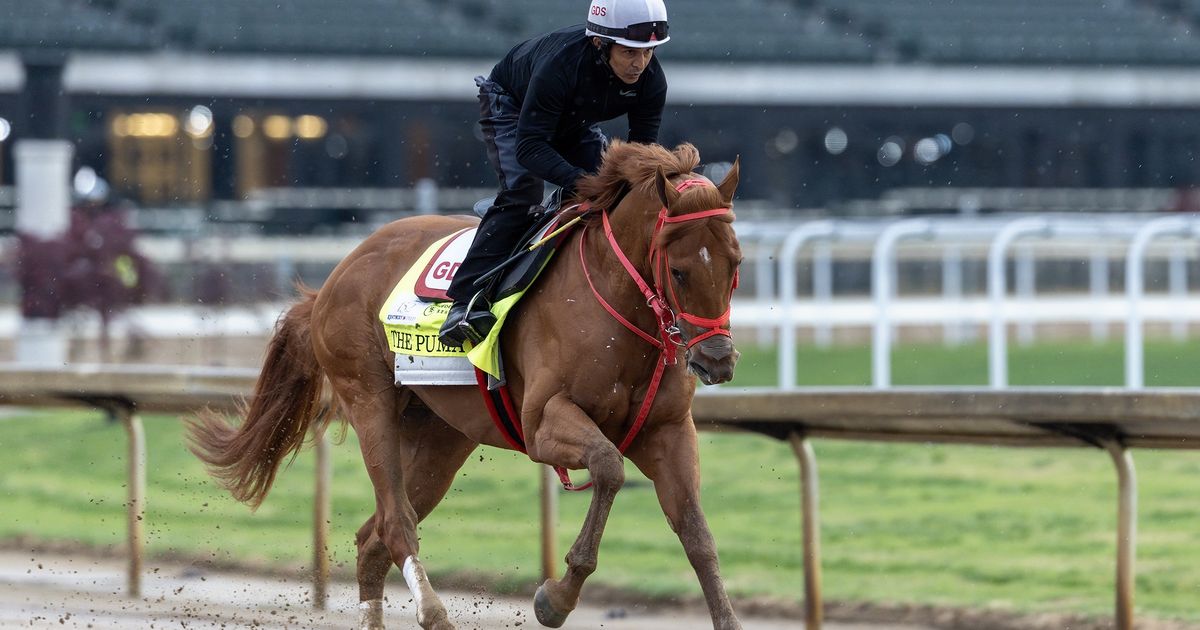 The Puma on schedule for Haskell Stakes