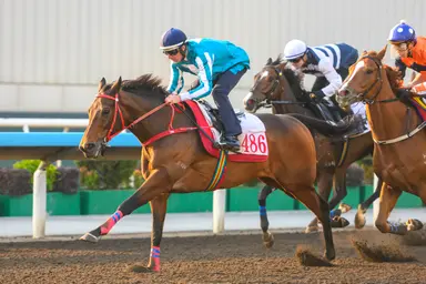 Romantic Warrior trials as Triple Crown chase begins in Stewards’ Cup