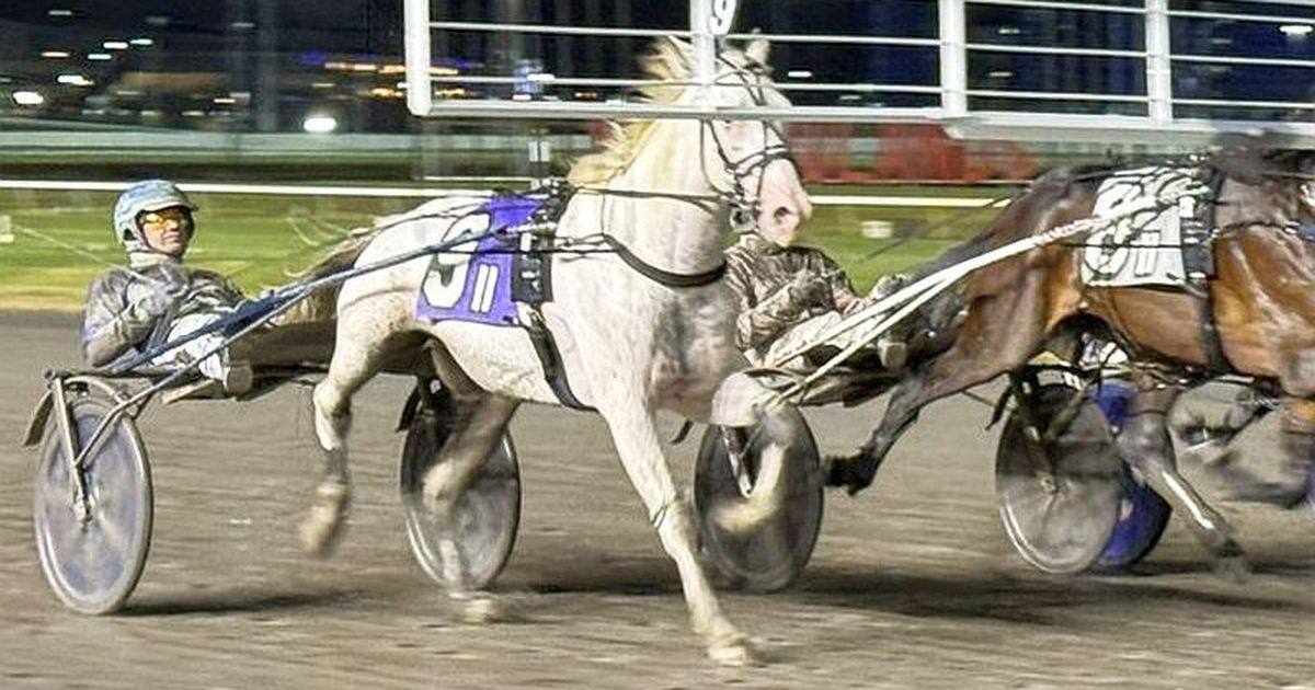 Plainridge Park: Four Hambo hopefuls entered in the Bunker Hill Trot