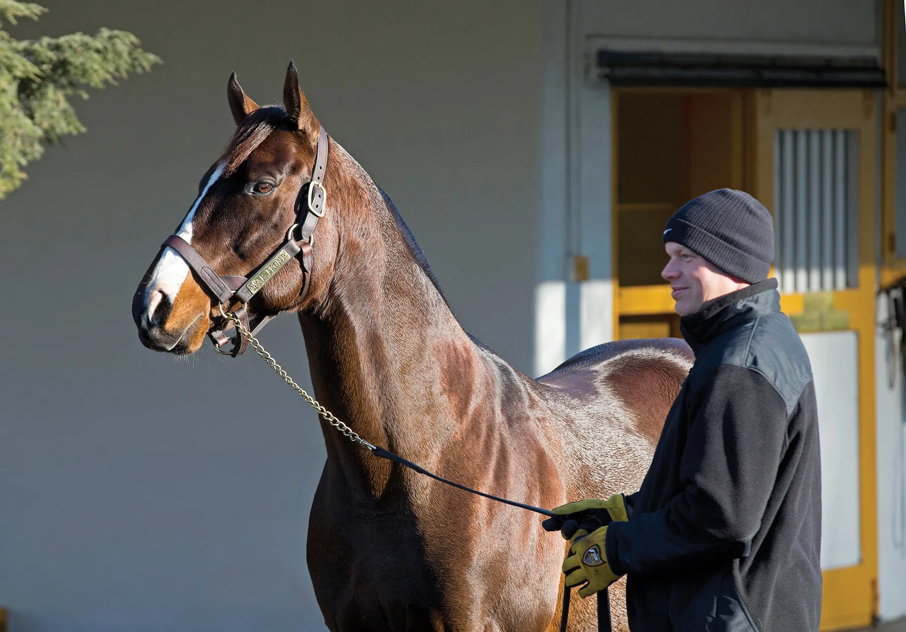 War Front at Claiborne Farm in 2013