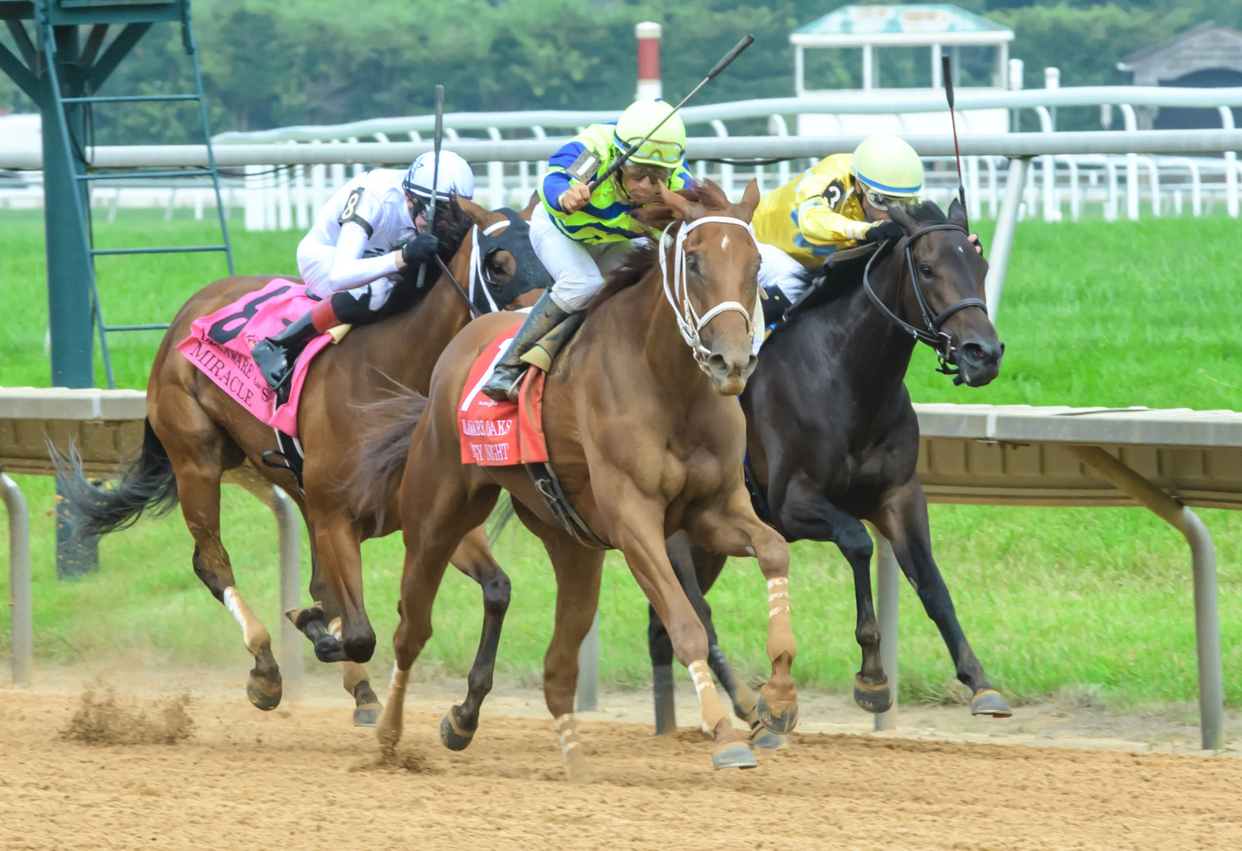 DRF_Hoofp019_230701_6987.JPG