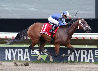 New distance of Busanda perfect for Dazzling Dame