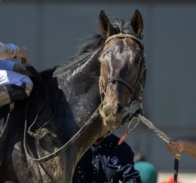 Trainer Schauer returns to races, finds winner in Bramito
