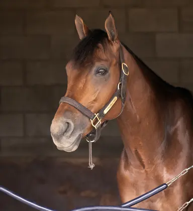 Formidable Man, Gold Phoenix chasing history in Eddie Read
