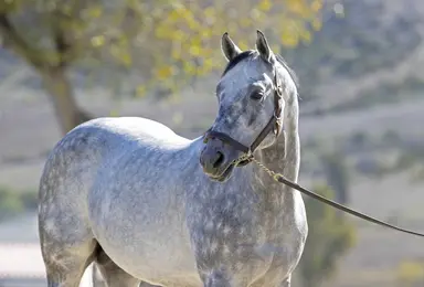 Underappreciated stallion Pavel has four juvenile winners opening weekend