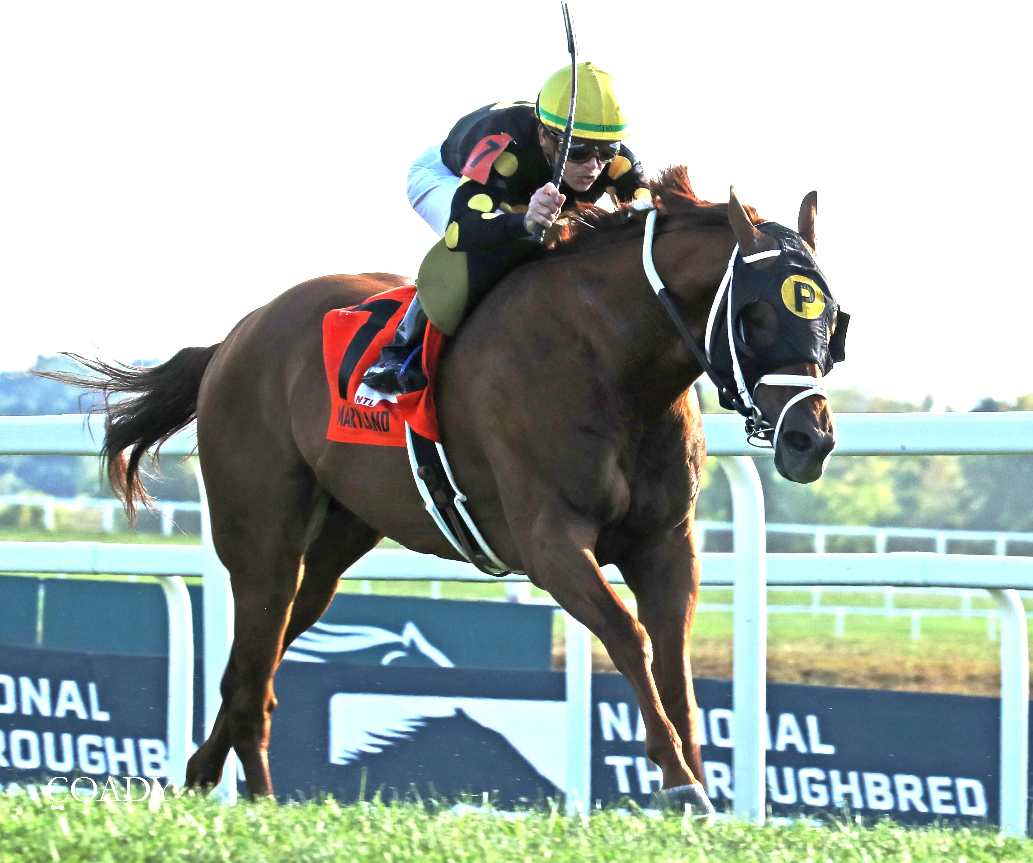 Chasing the Crown wins a handicap at KD Aug 31 2025