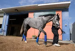 Preakness winner Napoleon Solo, runner-up Iron Honor likely to meet again in Haskell