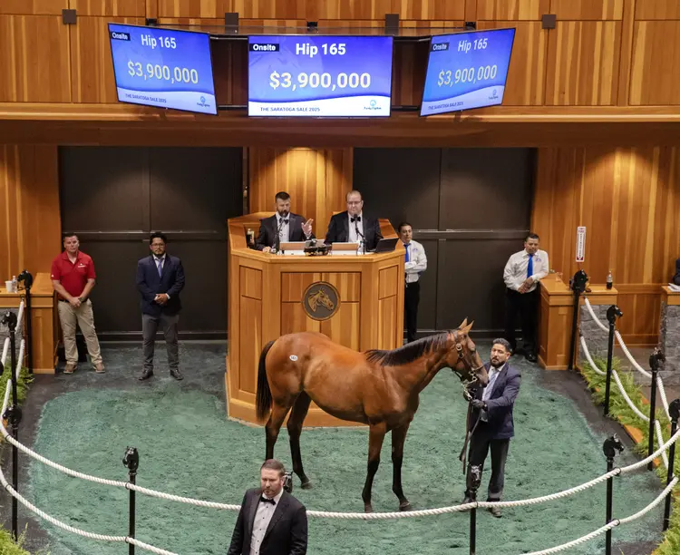 Hip 165.Saratoga sale.8-5-25.BL_.jpg