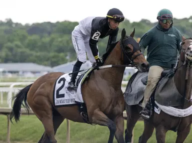 Determined Kingdom likely to land fourth Punch Line win