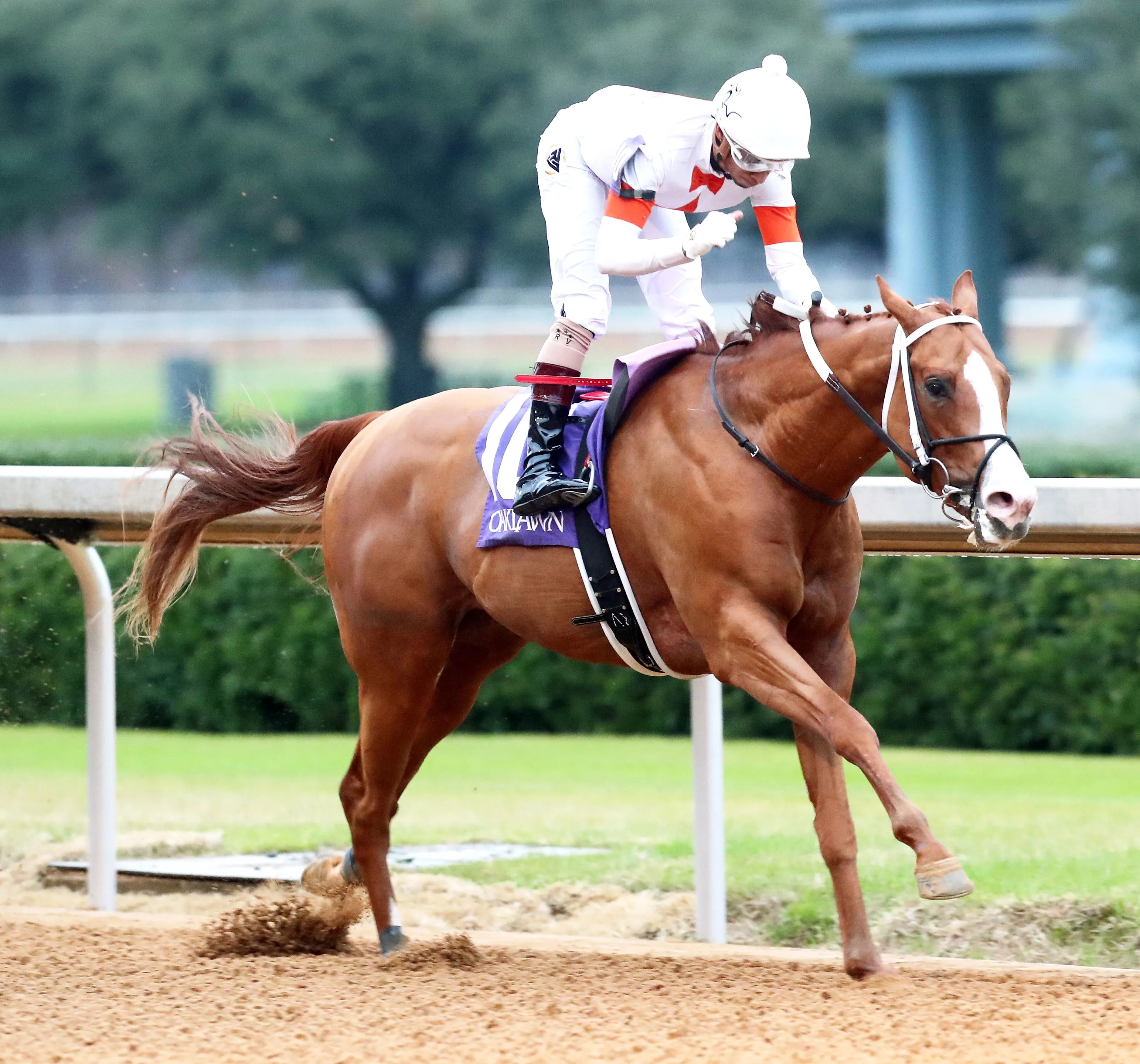 Valentine Candy wins Advent Stakes at OP Dec 8 2023