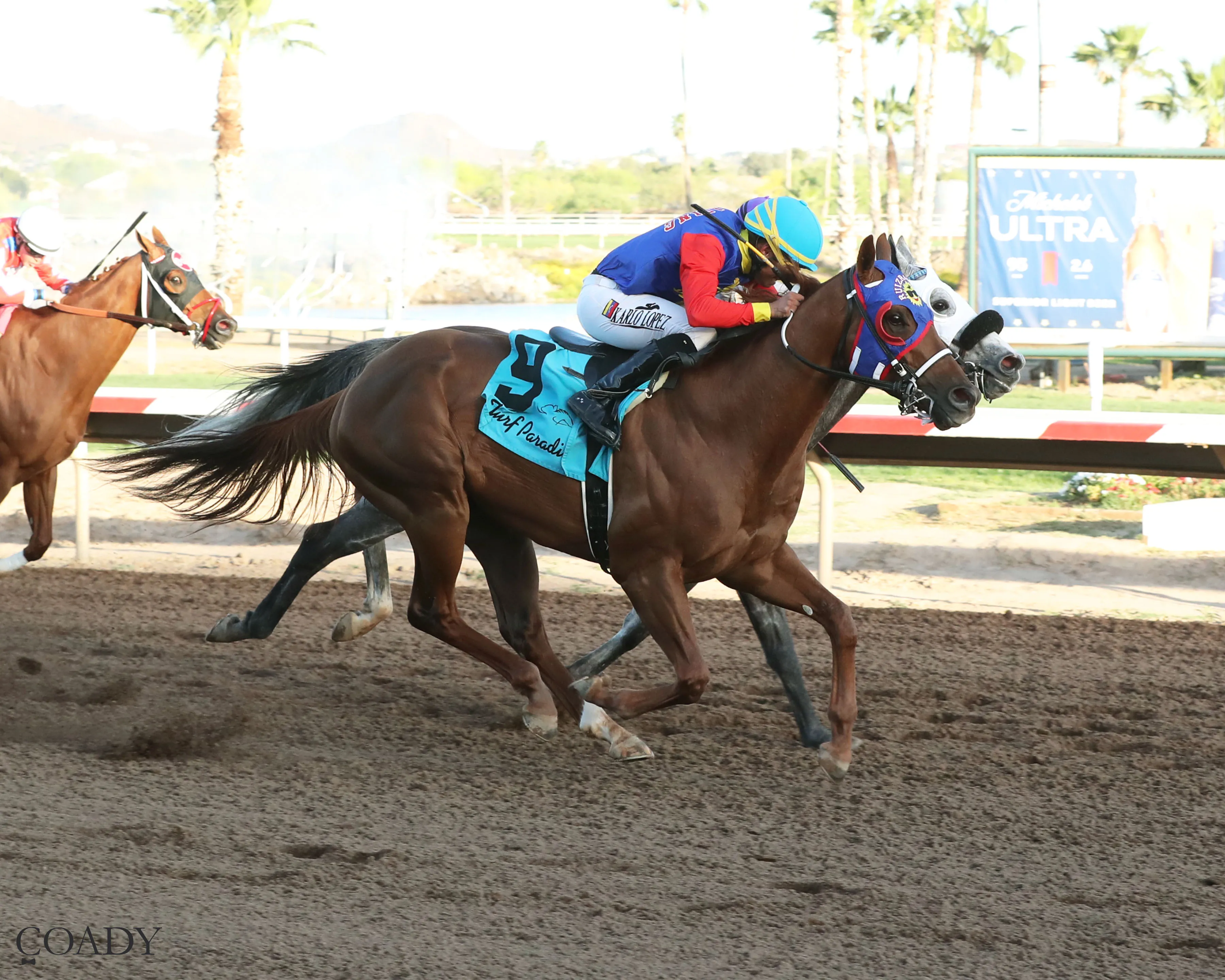 DISTANT FLEET - Phoenix Gold Cup - 03-21-26 - R08 - Turf Paradise - Finish.jpg
