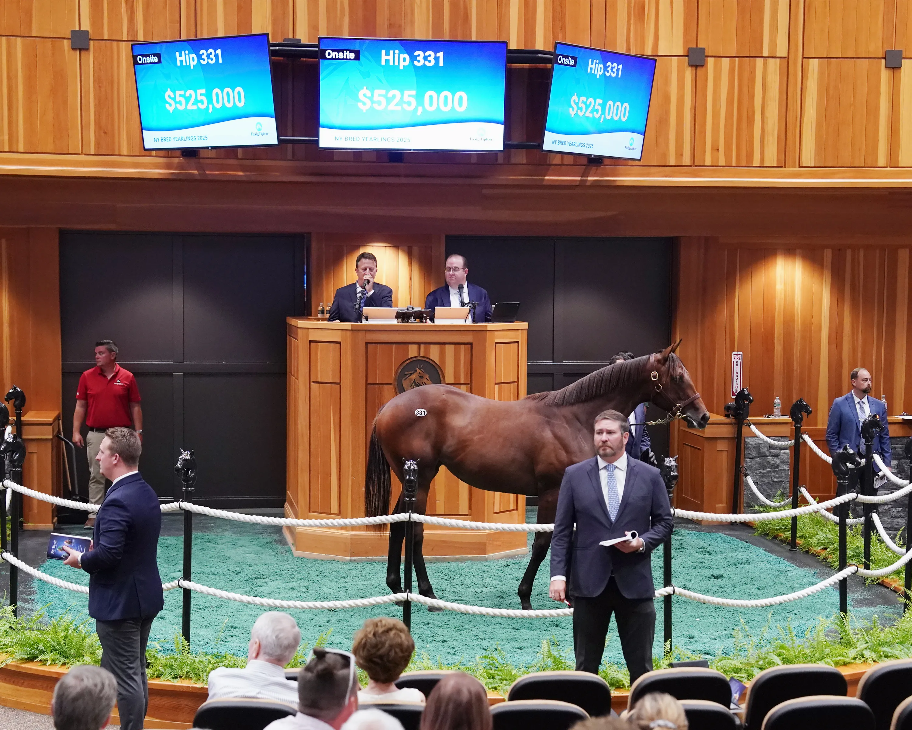 Fasig-Tipton NYB sale Hip 33101.8.10.25.Fasig-Tipton photo.jpg