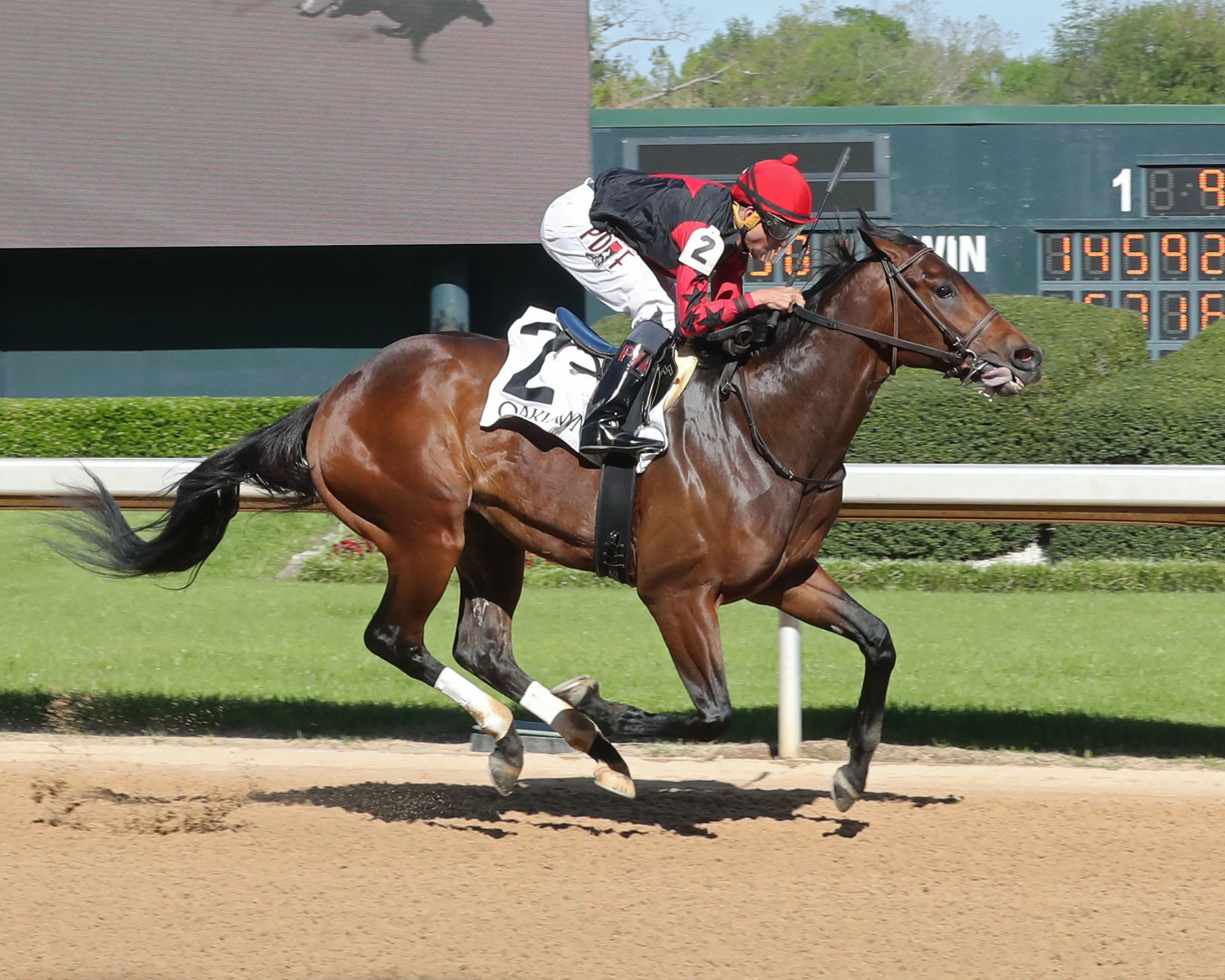 KING PEANUT - The Rainbow Stakes - 50th Running - 04-08-23 - R08 - Oaklawn Park - Finish 01.JPG