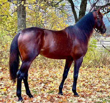 Vincennes: Redén pair seek success in 2026 Prix d'Amerique