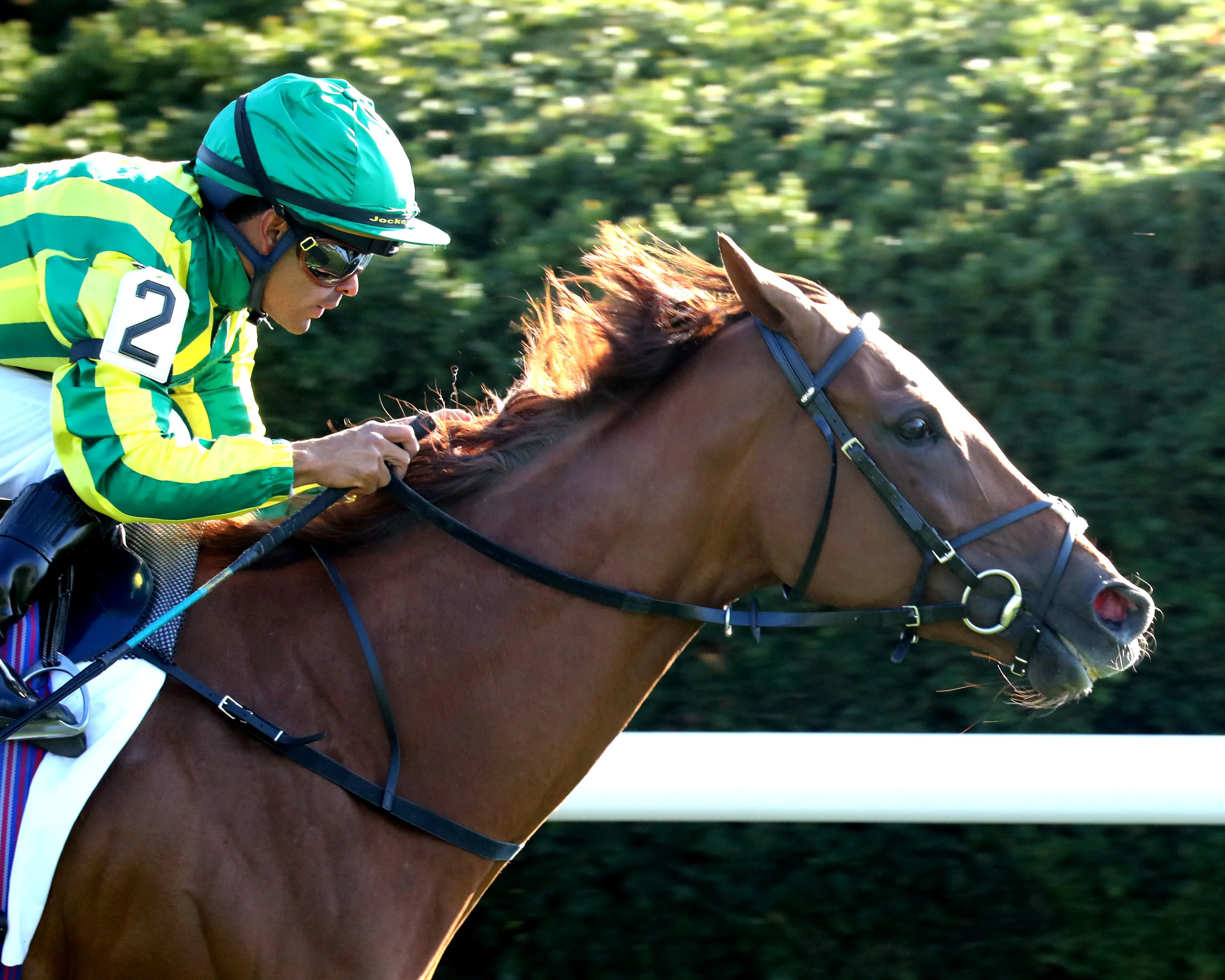 Choisya08.04.12.25.COM_.jpg