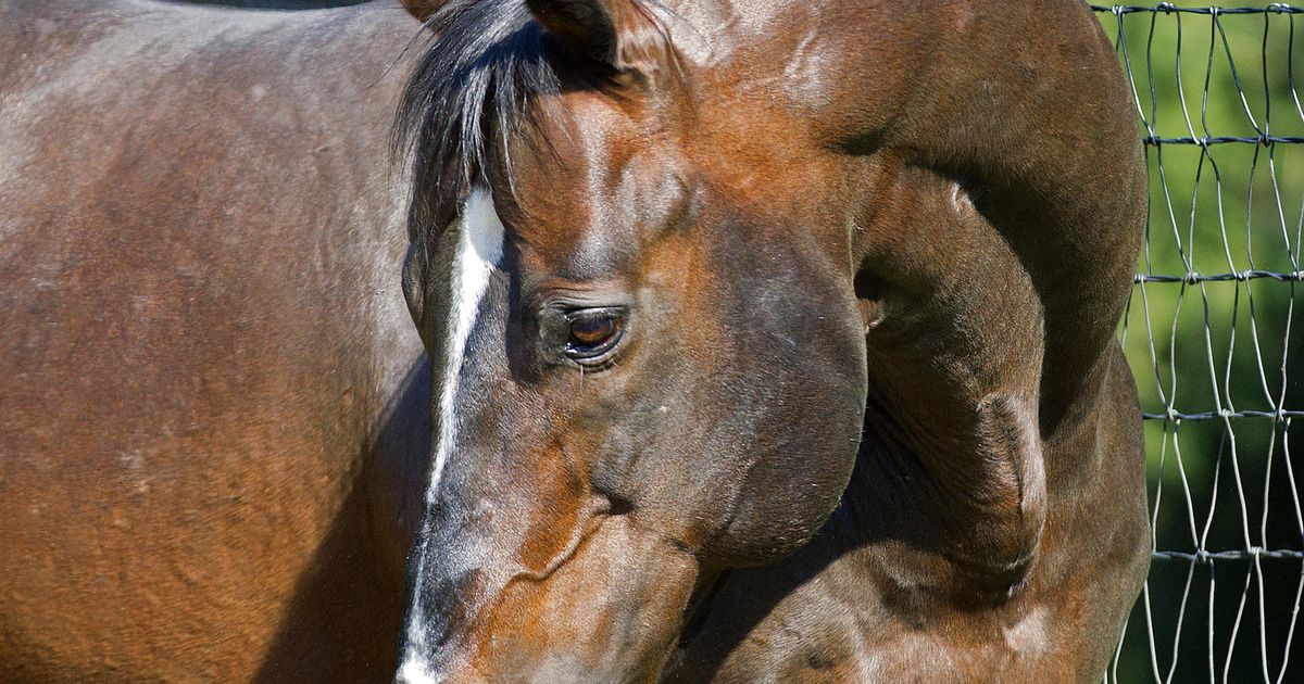 Tale of the Cat, top stallion and racehorse, dead at 30