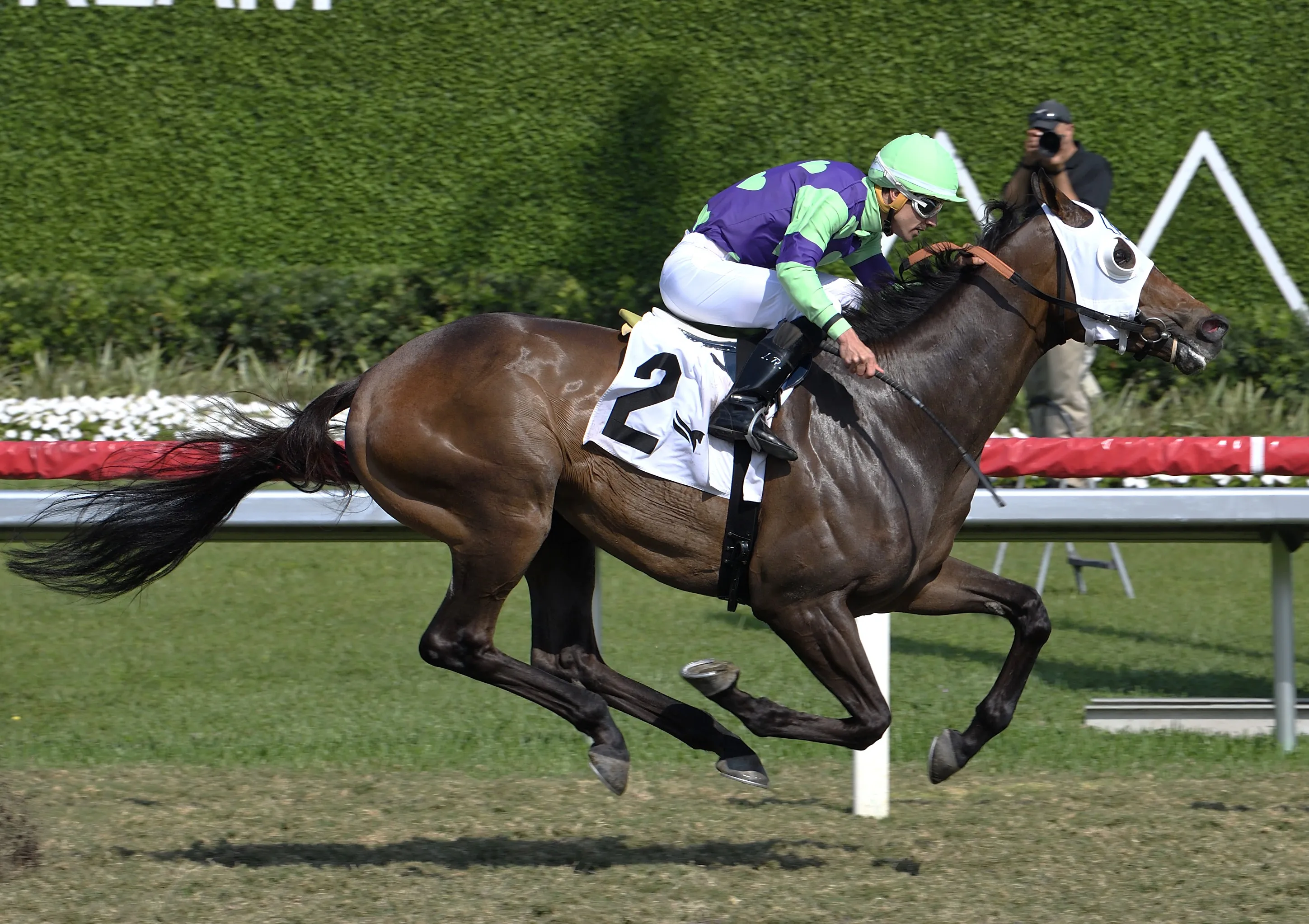 Padiddle wins maiden at GP March 9 2025