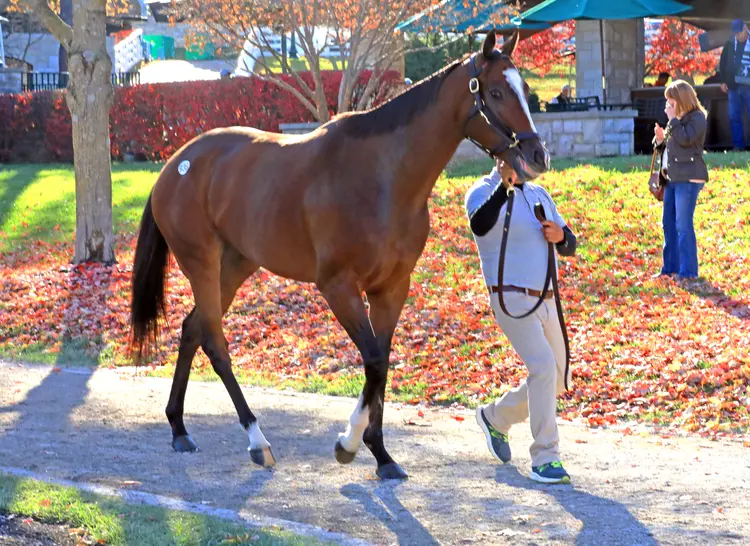 Keeneland November.Hip 936.Three Witches.$1.7M.Nov 10 2023
