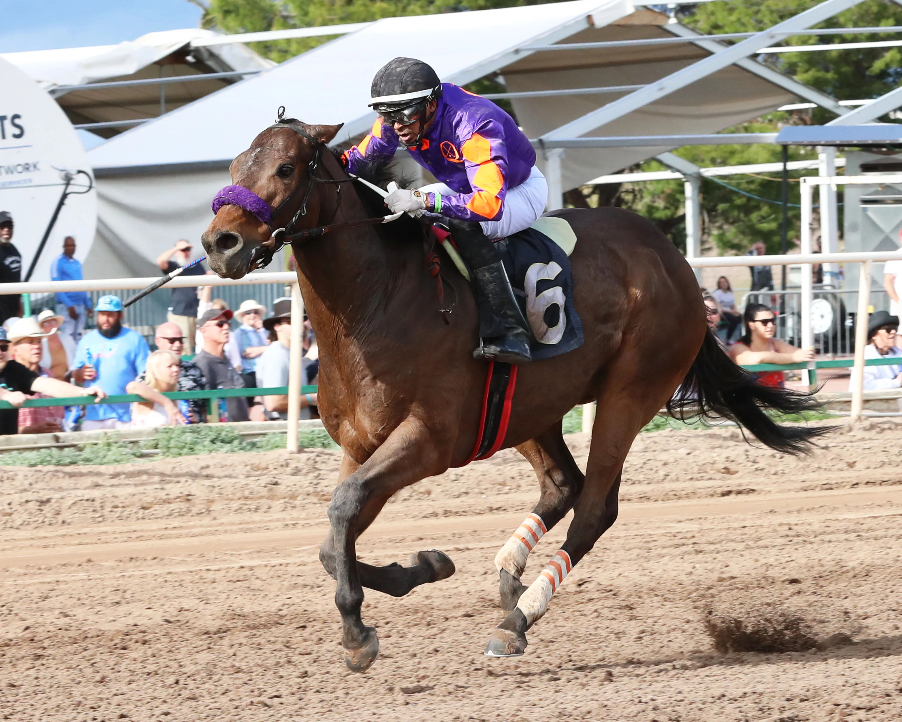 Truth Seeker/Phoenix Gold Cup
