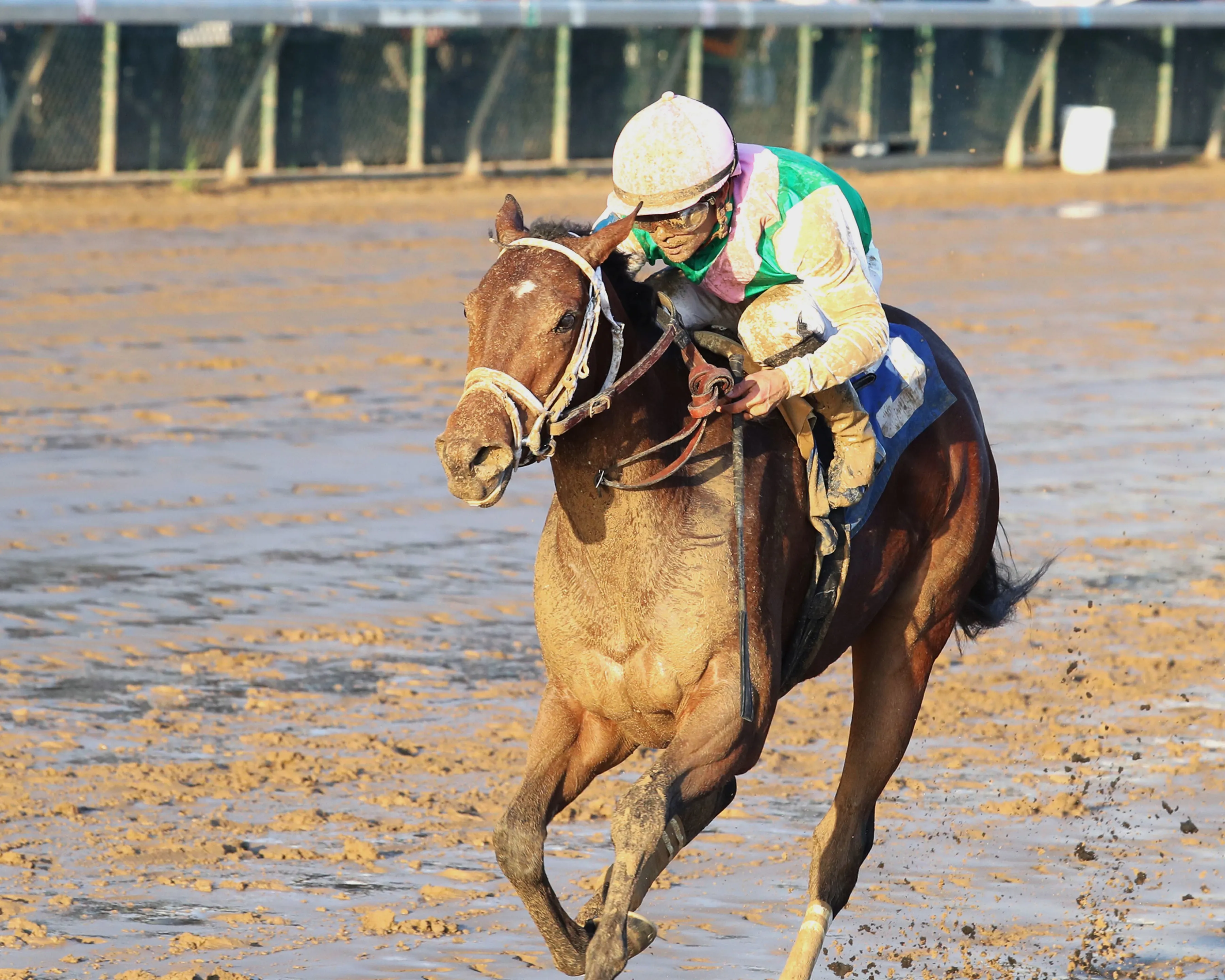 Marjoram wins maiden at CD Nov 22 2025