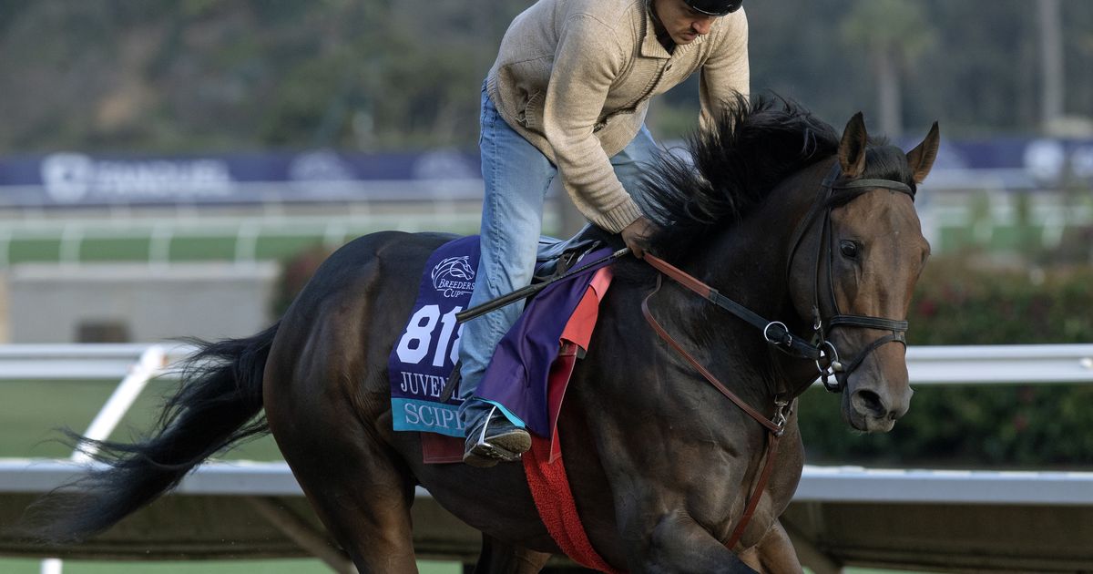 Scipio, Freedom's Not Free to battle in the Baffle