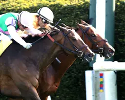 Expensive Queen, Segesta in Jenny Wiley dead heat