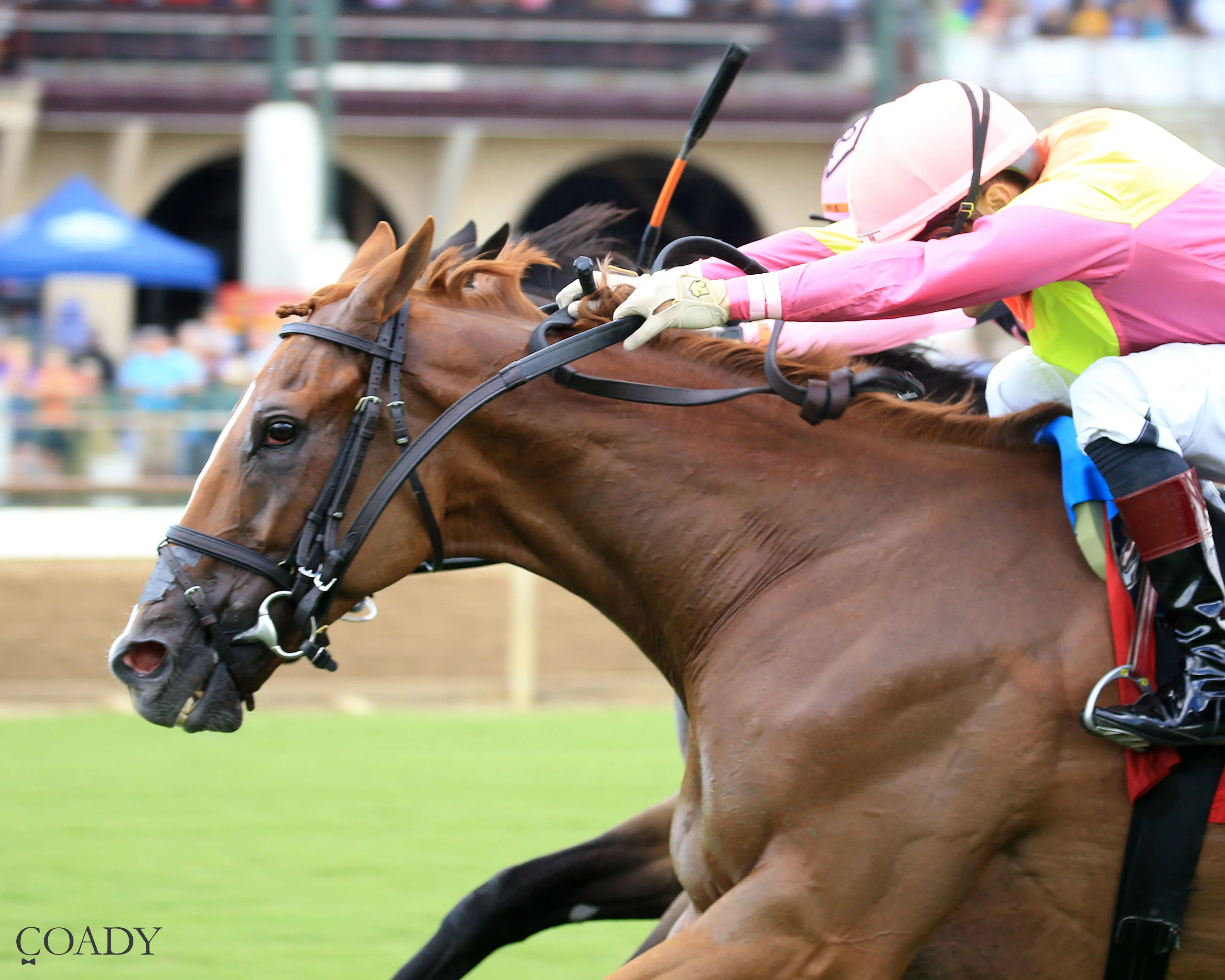 HIGHWAY ROBBER  - KY Downs Preview Turf Cup - 08-03-25 - R07 - Ellis Park - Inside Finish 01.jpg