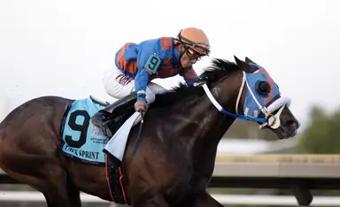 Buccherino back at home for Blitzen Stakes