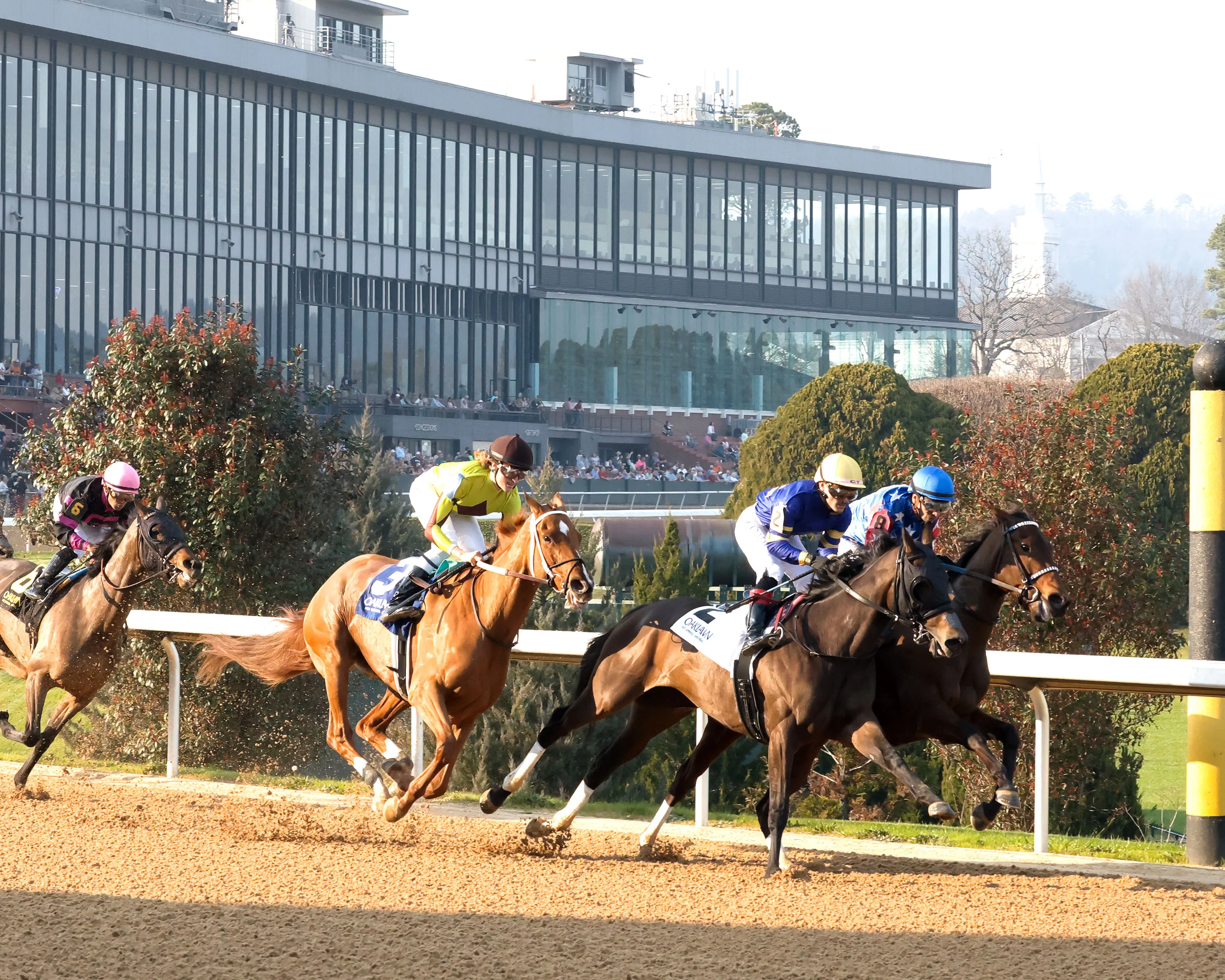 NERAZURRI - The Trivista Overnight Stakes - 02-27-26 - R08 - Oaklawn Park - First Turn 01 - Luis Tovar.jpg