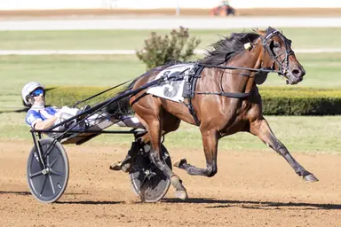 Meadowlands: Wiesman pair hoping for Maturity magic at Meadowlands