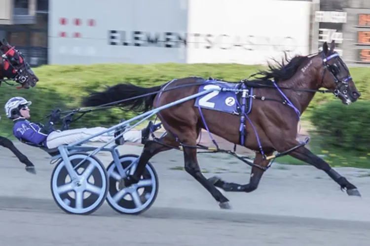 Prince Hal Hanover 5-17-26