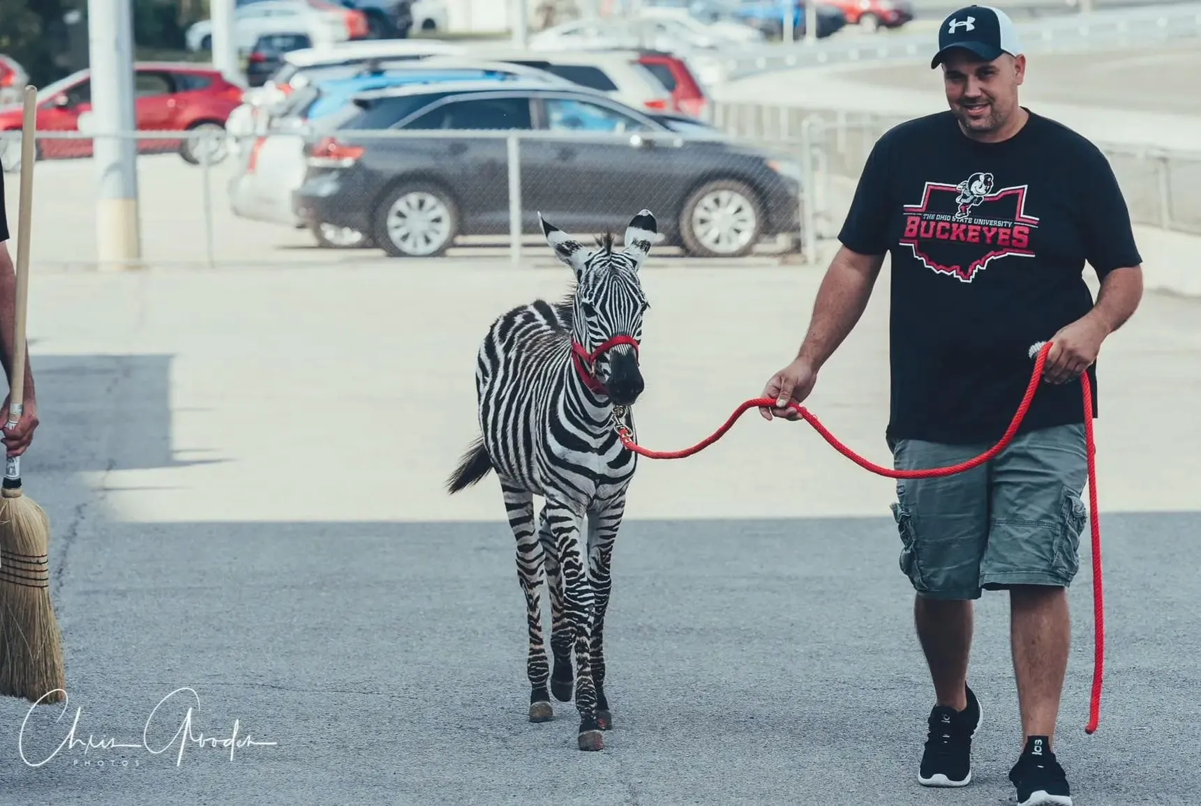 Bill Rhoades_Zebra_Chris Gooden Photo.jpg