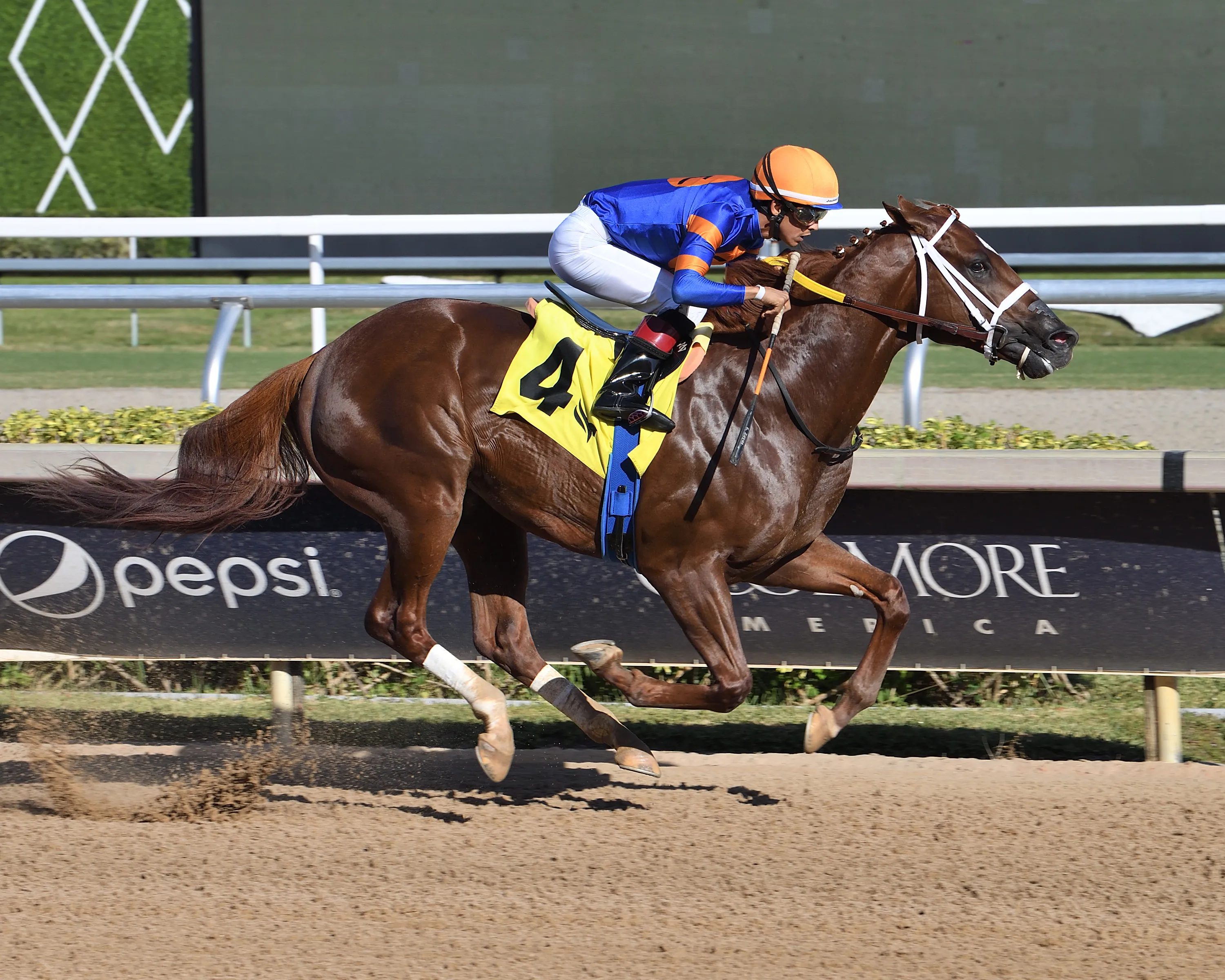 Hammond the Juvenile Sprint credit Lauren King2.jpg