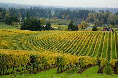 picture of Willamette Valley, OR