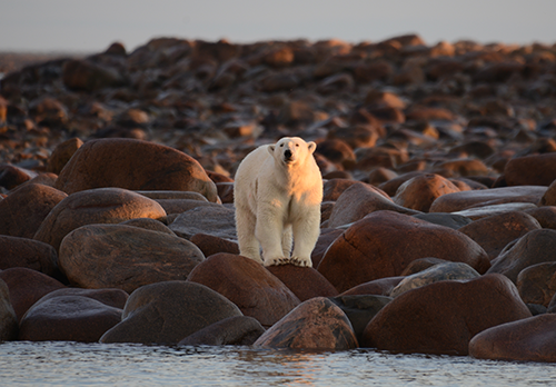 polar bear in Manitoba, Canada
