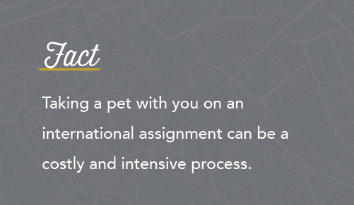 Graphic discussing taking pets on locum assignments