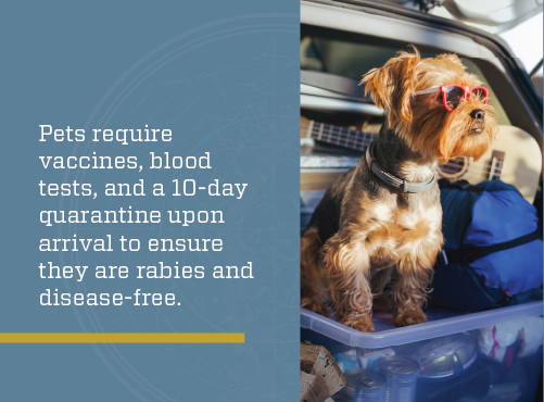 Infographic: Pet requirements