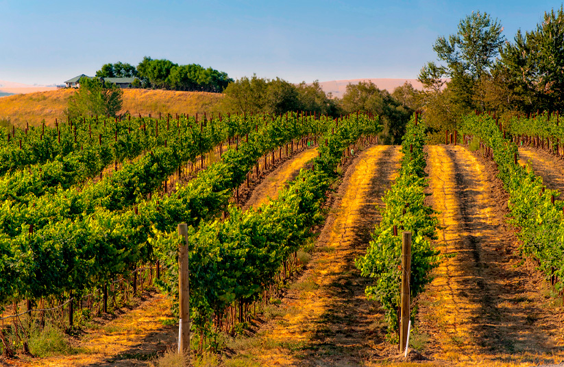Walla Walla, Washington vineyard