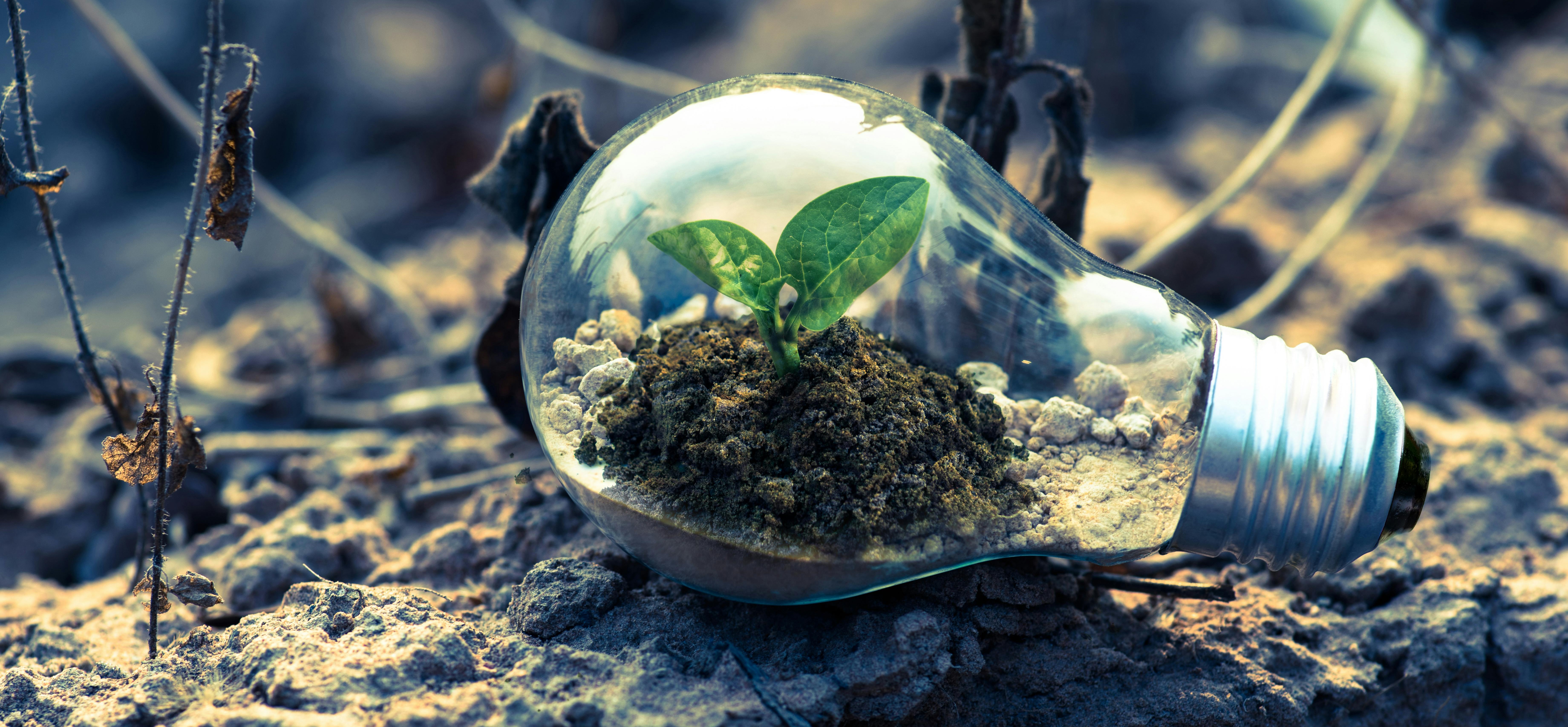 sustainable in lightbulb