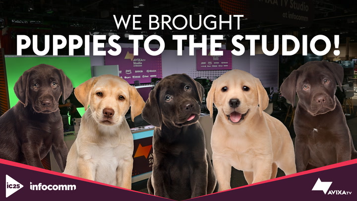 We brought puppies to the studio!