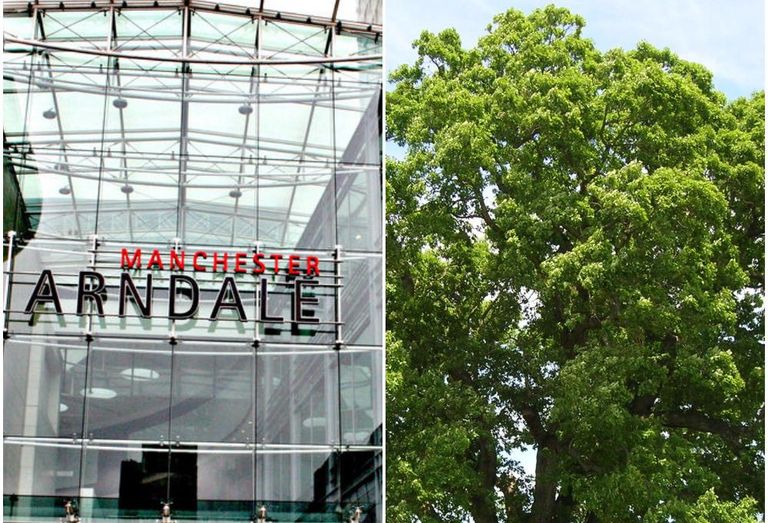 manchester arndale oak tree
