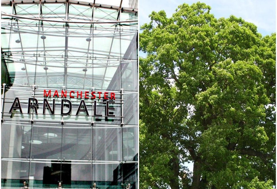 manchester arndale oak tree