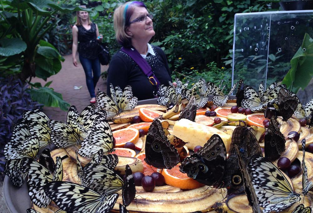 Tourist Draw Butterfly World Says It Could Close If County Raises Rent 500%